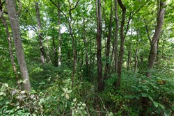 property photo for Springlake Plat 4 Tract 59, 0.22 acres for sale in Miller County, Missouri